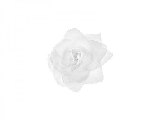 Růže na přilepení bílé